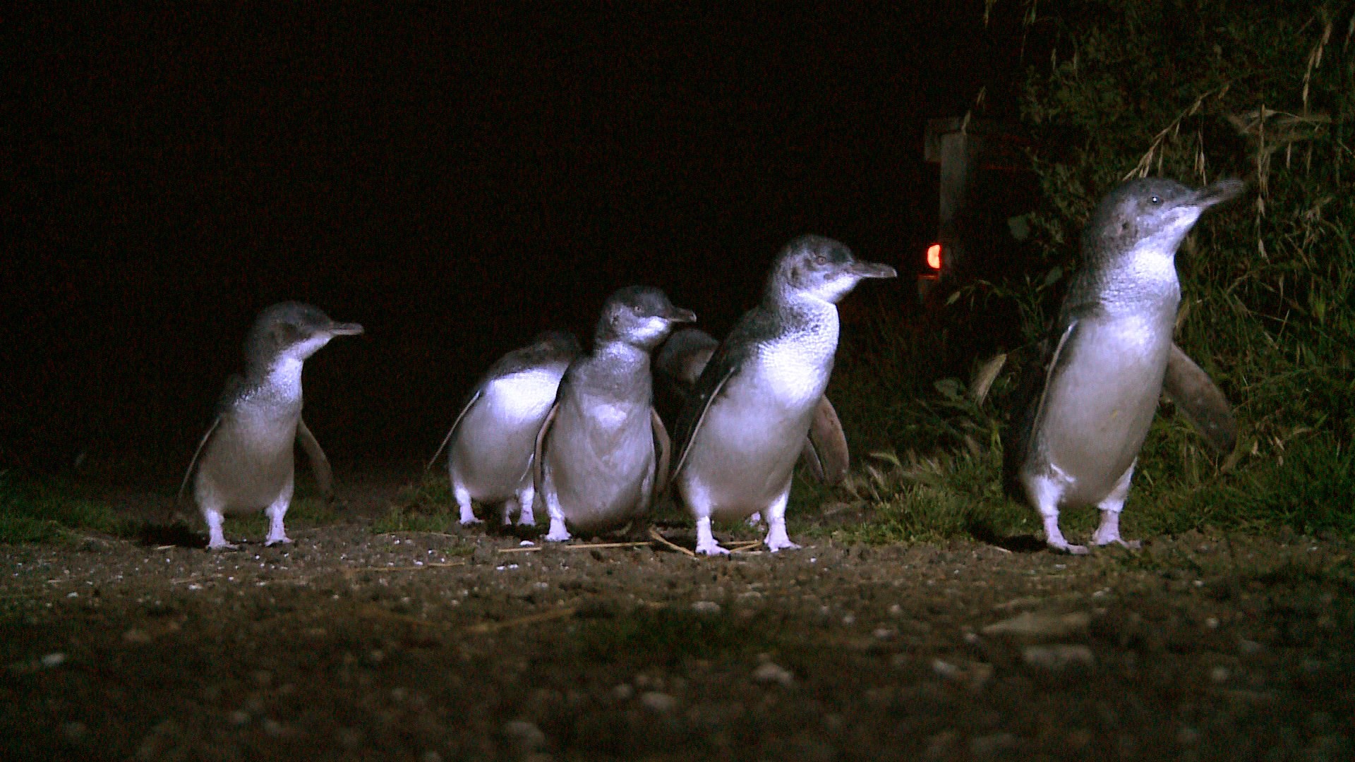 Australien Pinguine Tasmanien