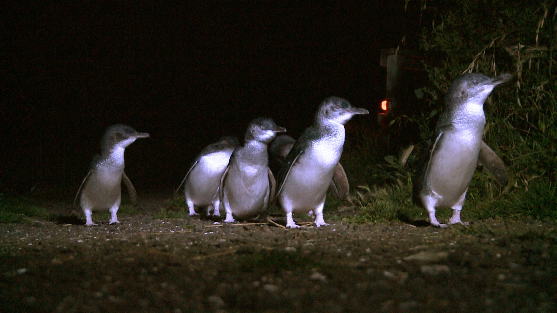 Australien Pinguine Tasmanien