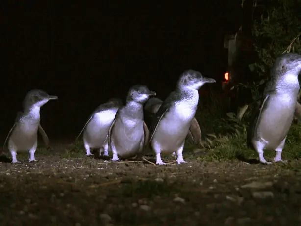 Australien Pinguine Tasmanien