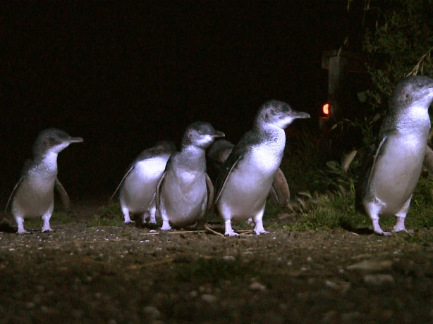 Australien Pinguine Tasmanien