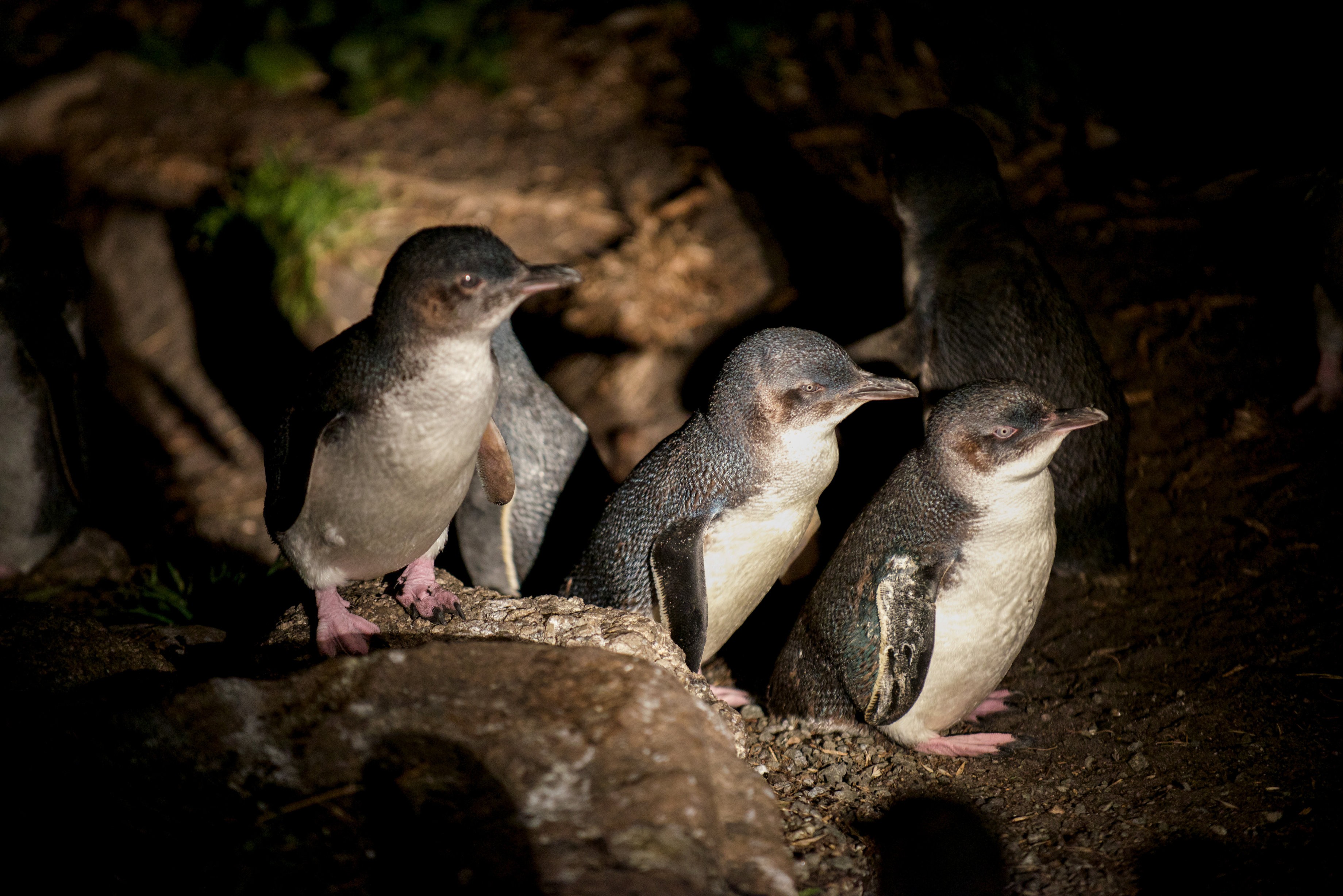 Eine Gruppe von kleinen Pinguinen bei Nacht