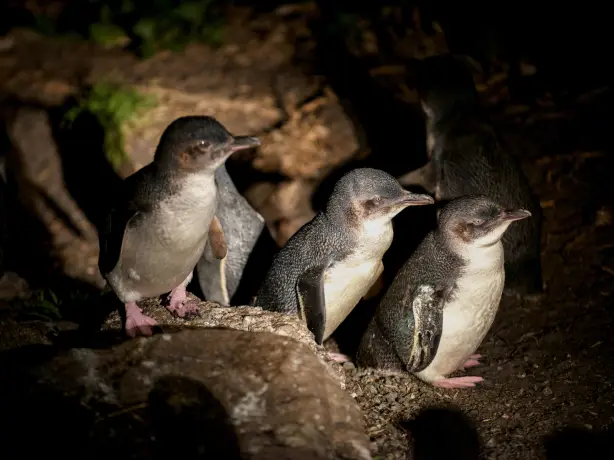 Eine Gruppe von kleinen Pinguinen bei Nacht