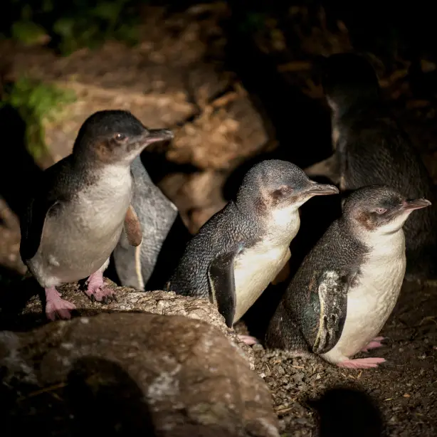 Eine Gruppe von kleinen Pinguinen bei Nacht