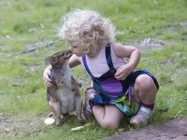 Aus rainforest lodge nature kids kangaroo family stays very comfortable