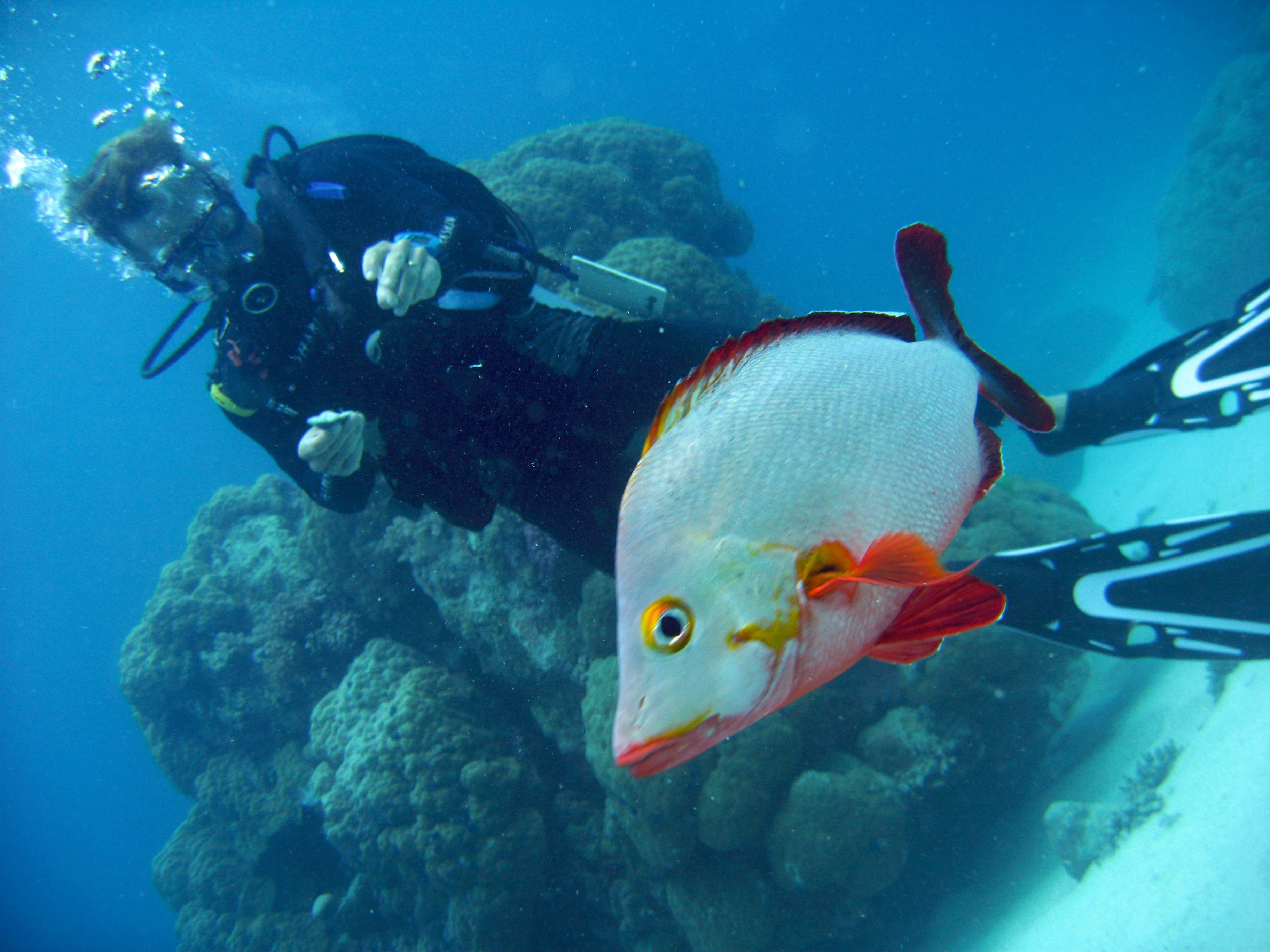 aus diving