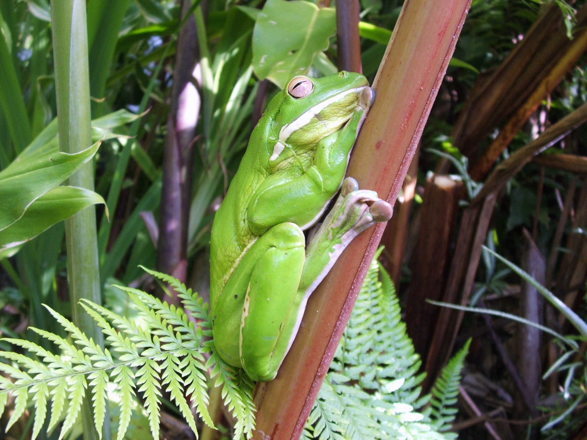 aus mossman green tree frog