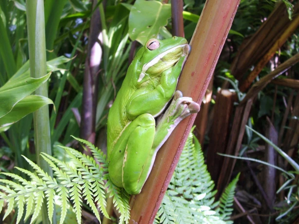 aus mossman green tree frog