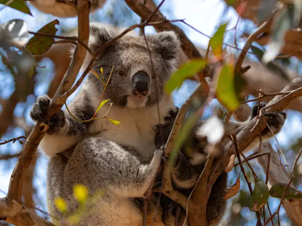 au koala friends length header
