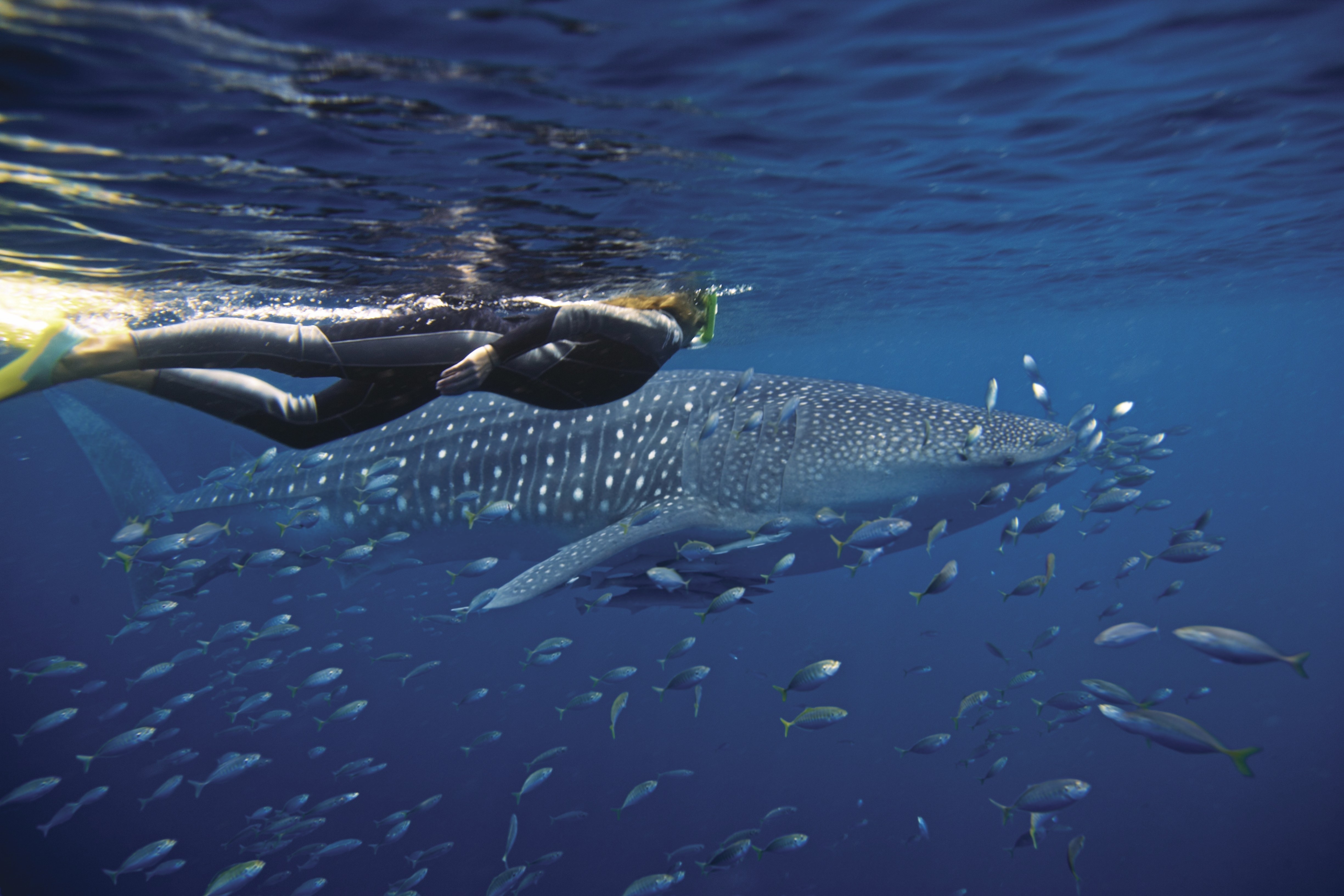 Australien ningaloo reef exmouth walhai tauchen schwimmen schnorcheln unterwasser