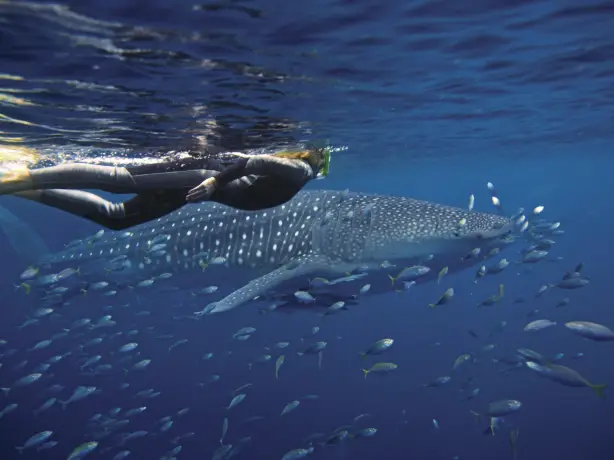 Australien ningaloo reef exmouth walhai tauchen schwimmen schnorcheln unterwasser