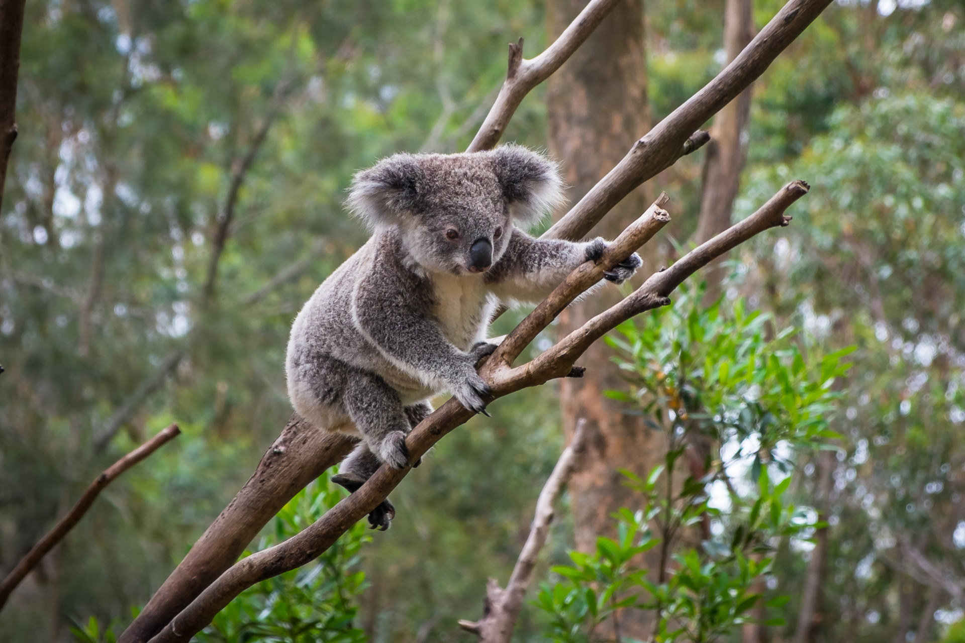 Koala-Bär, der auf einen Ast klettert, umgeben von Bäumen im Hintergrund