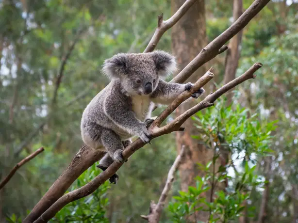 Koala-Bär, der auf einen Ast klettert, umgeben von Bäumen im Hintergrund