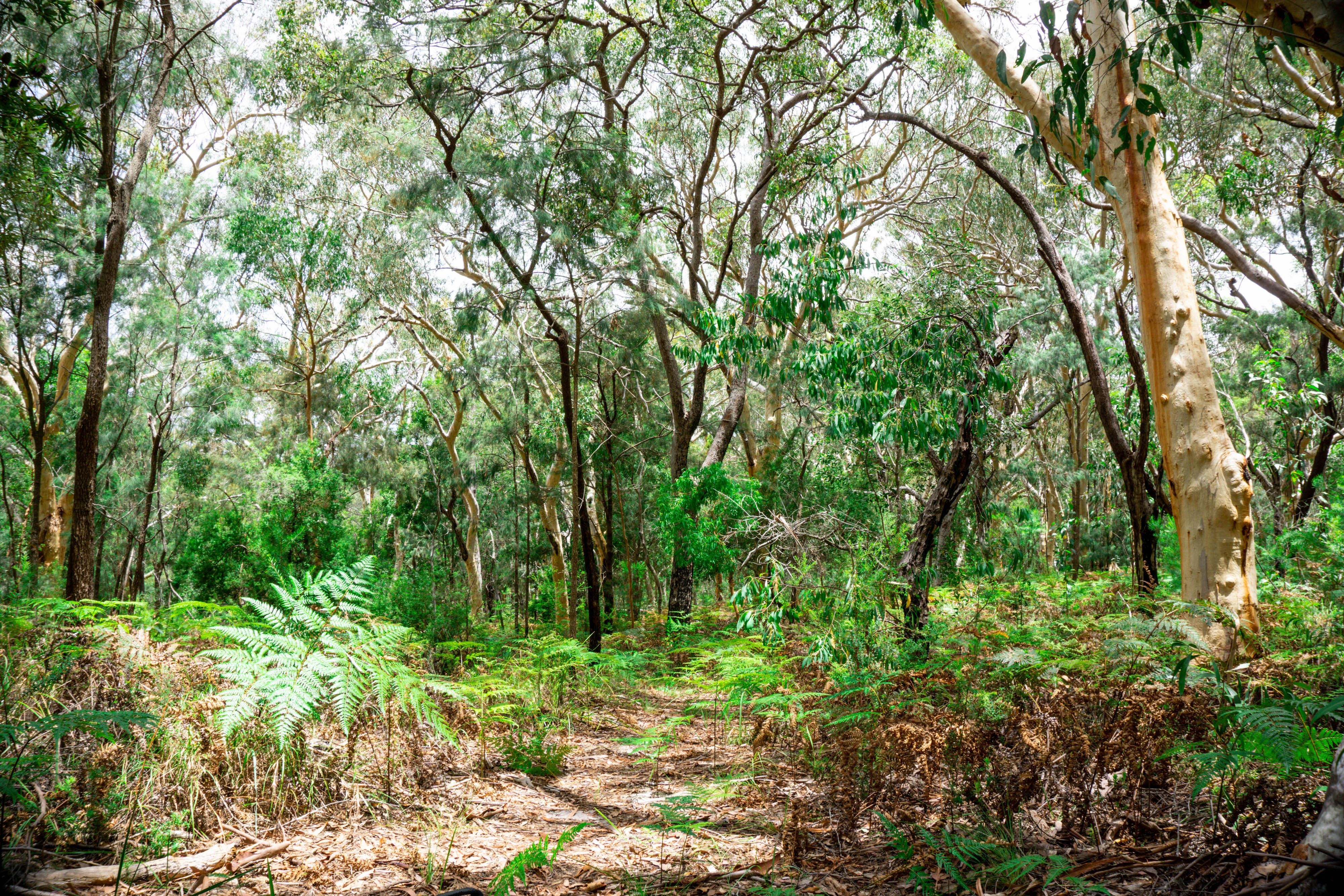 Wanderweg durch Wald und Farn in Australien