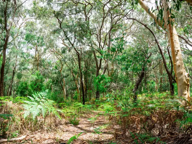 Wanderweg durch Wald und Farn in Australien