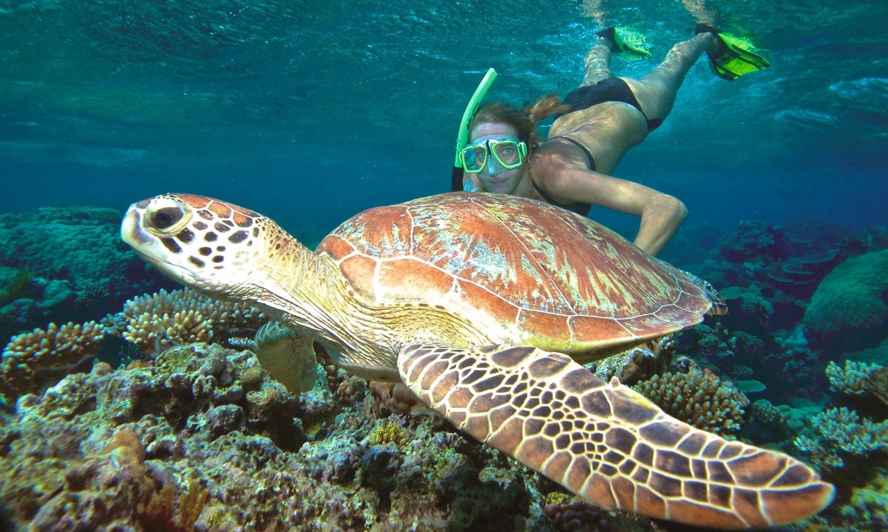 A woman is snorkeling and swimming next to a turtle