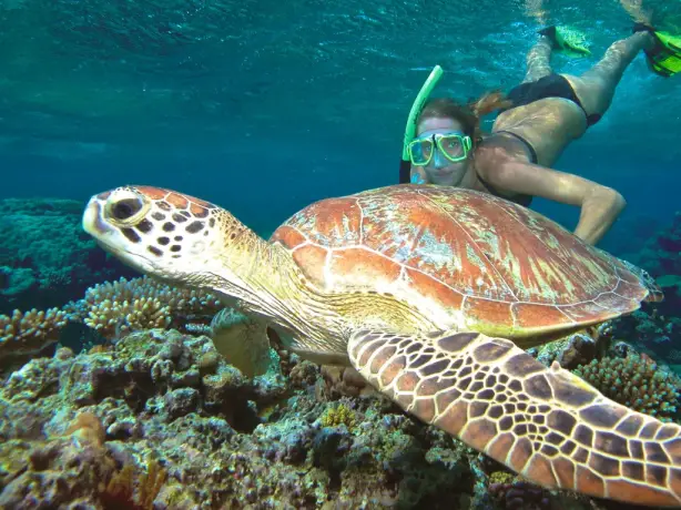 A woman is snorkeling and swimming next to a turtle