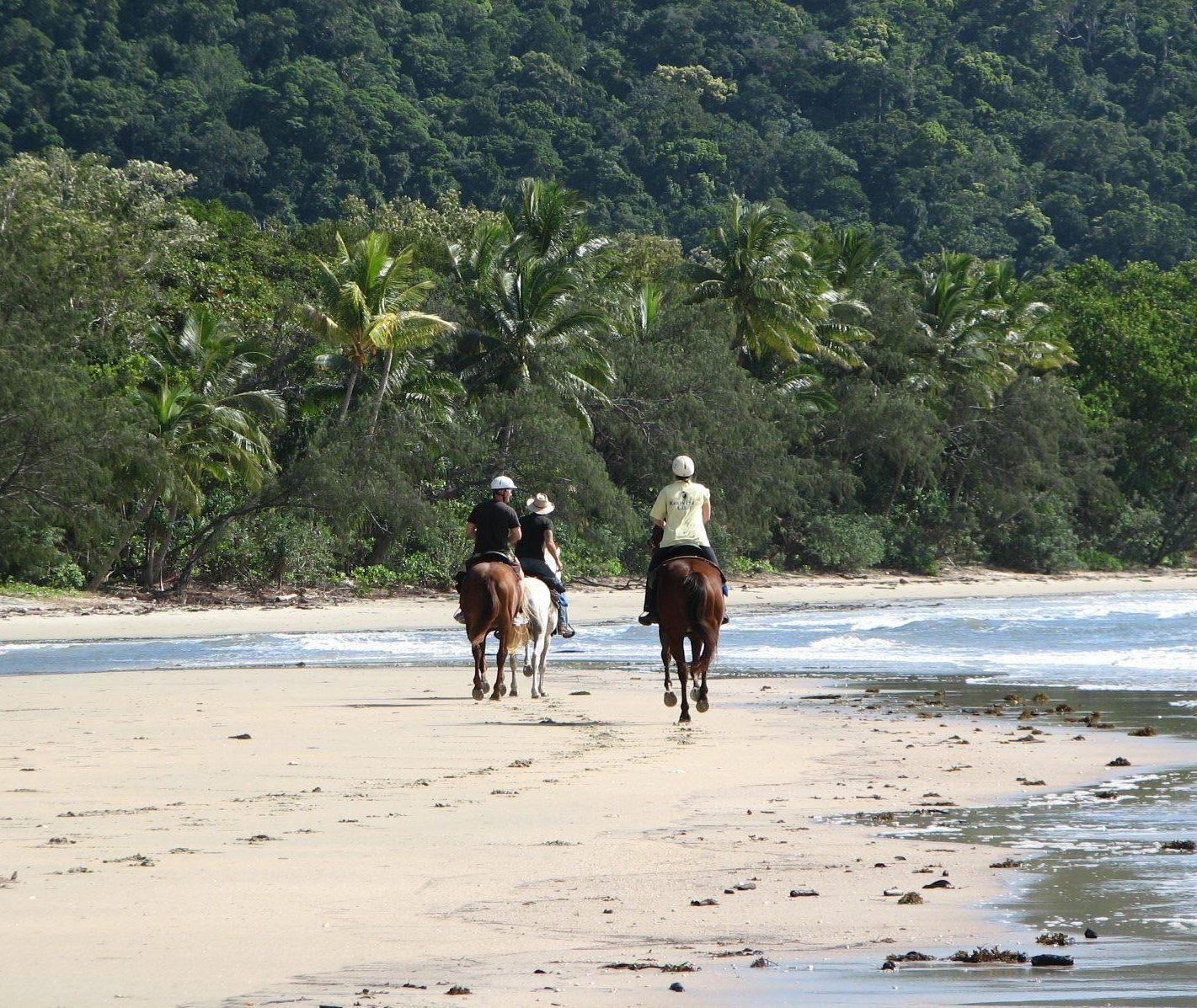 australien qeensland cape tribulation Ausritt Pferde Reiten am strand