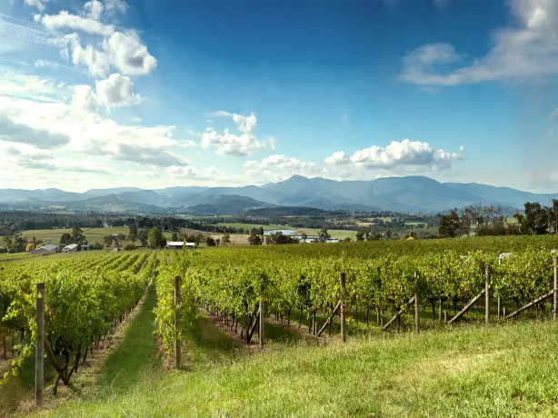 Au yarra valley winery view nature friends see and do easy going