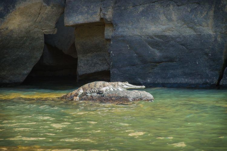 aus katherine crocodile wildlife