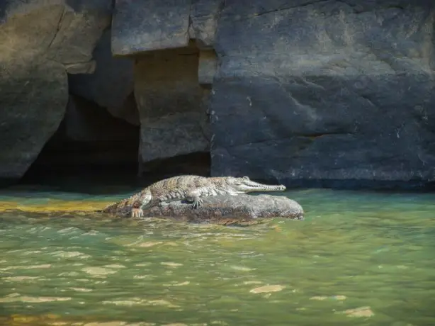 aus katherine crocodile wildlife