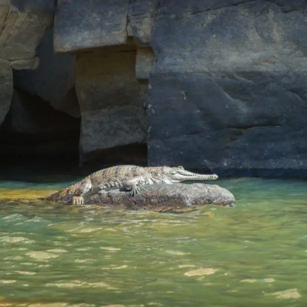 aus katherine crocodile wildlife