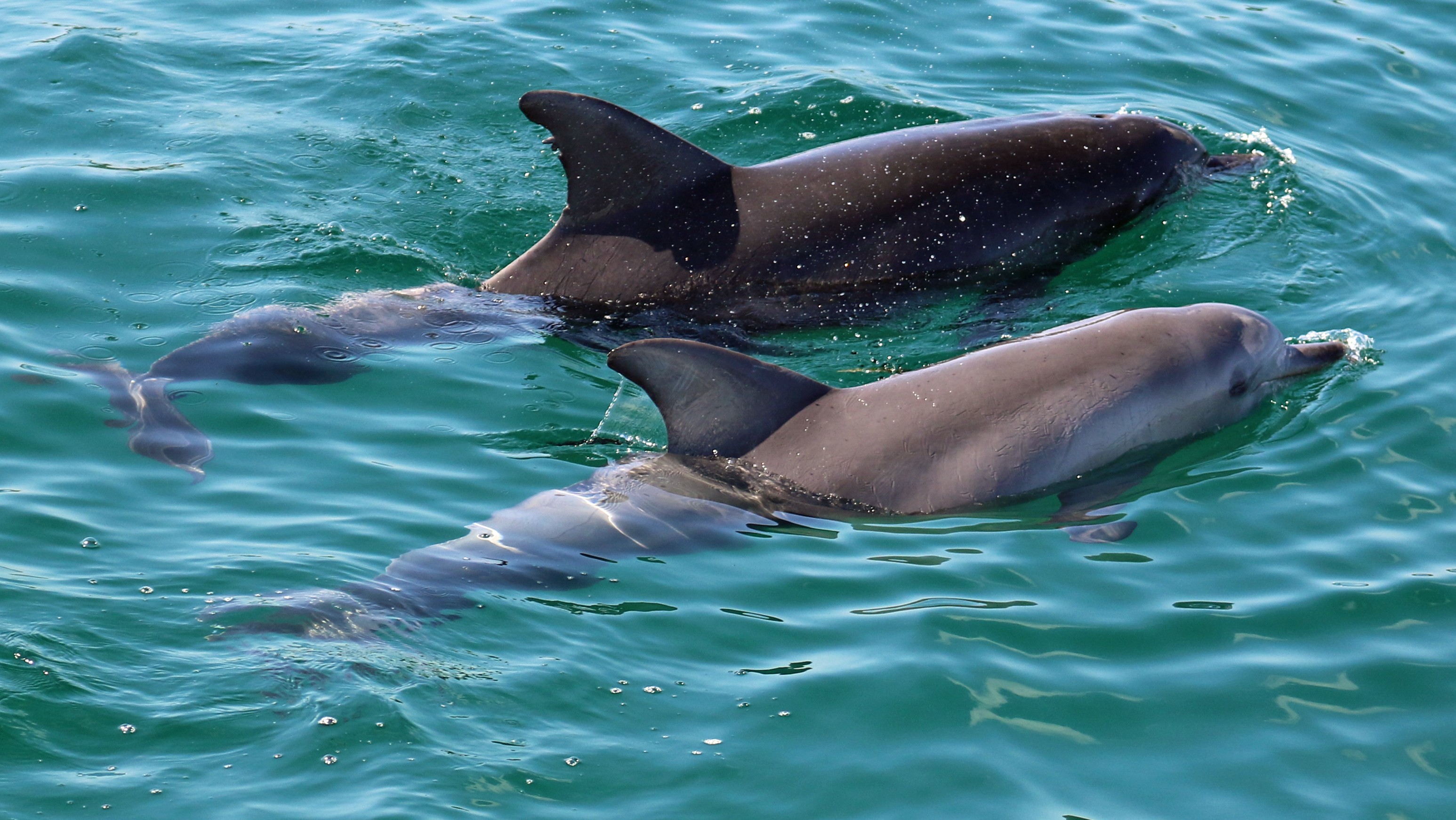 aus jervis bay