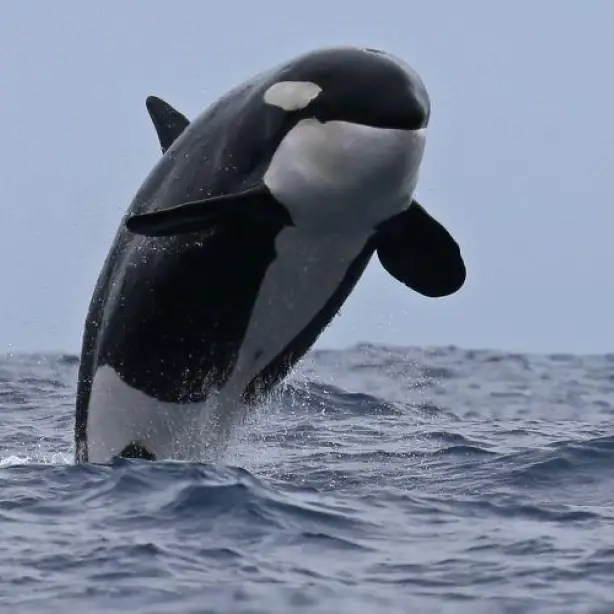 aus orca bremer bay