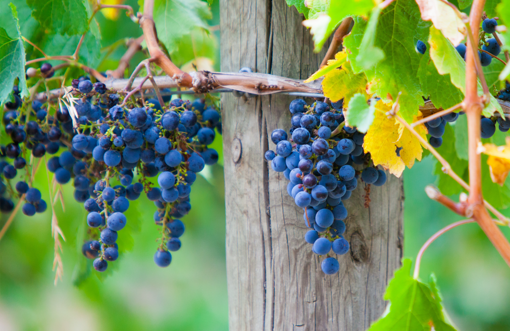 au winery tour mornington peninsula grapes