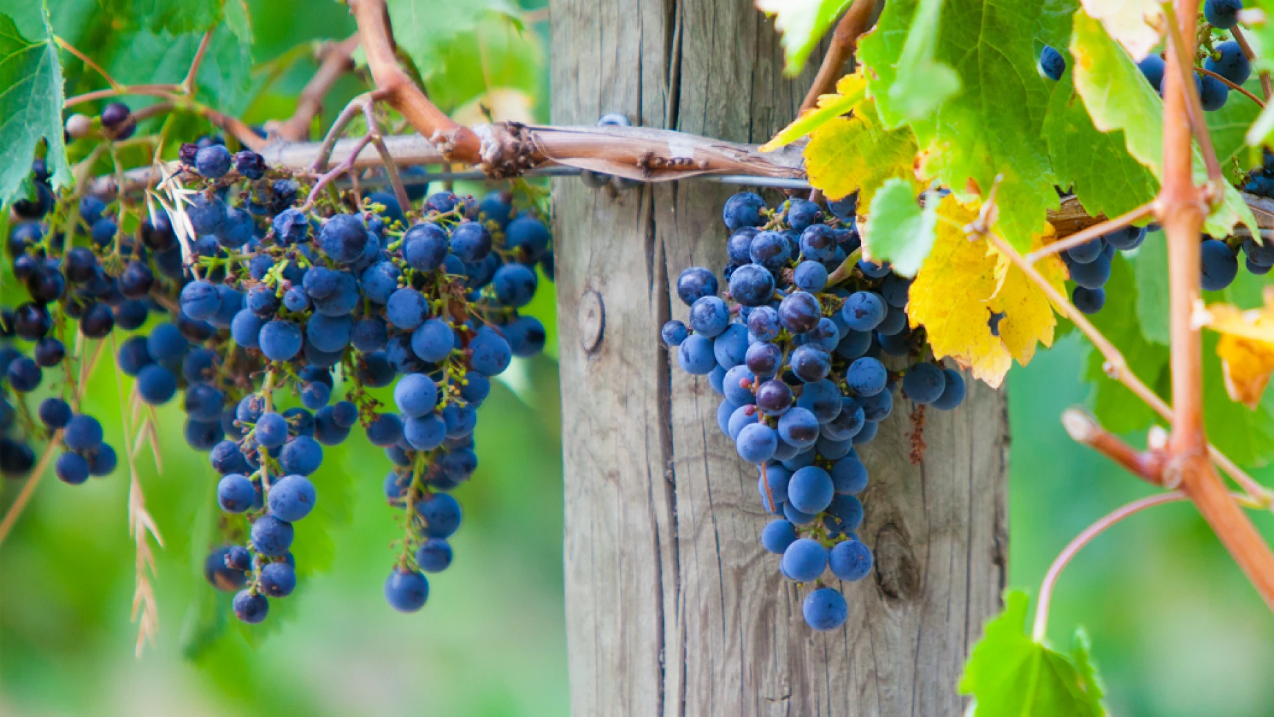 au winery tour mornington peninsula grapes