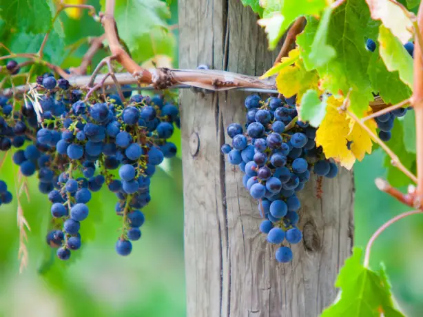 au winery tour mornington peninsula grapes
