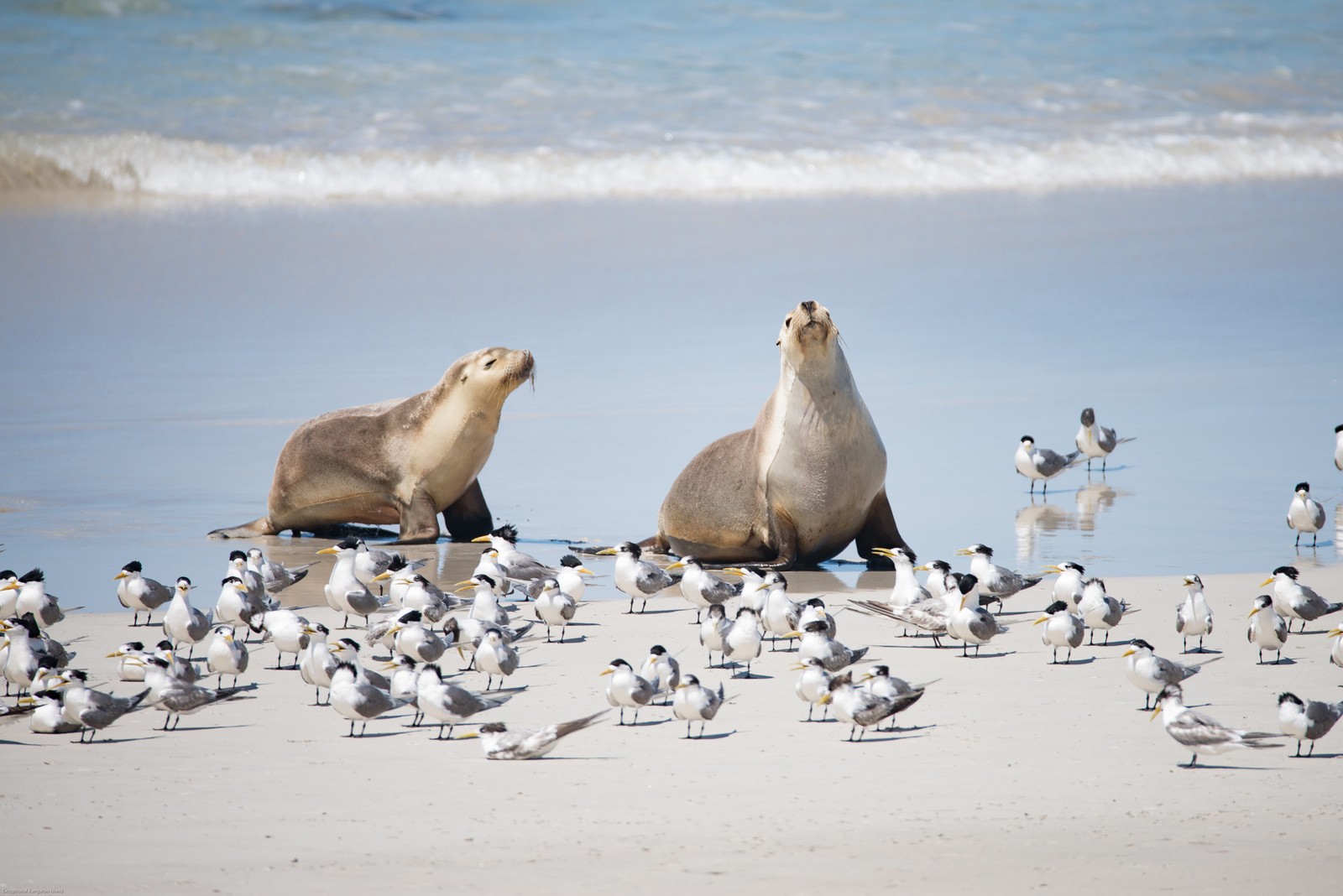 Twee zeeleeuwen op het strand van Kangaroo Island met een grote groep vogels op de voorgrond