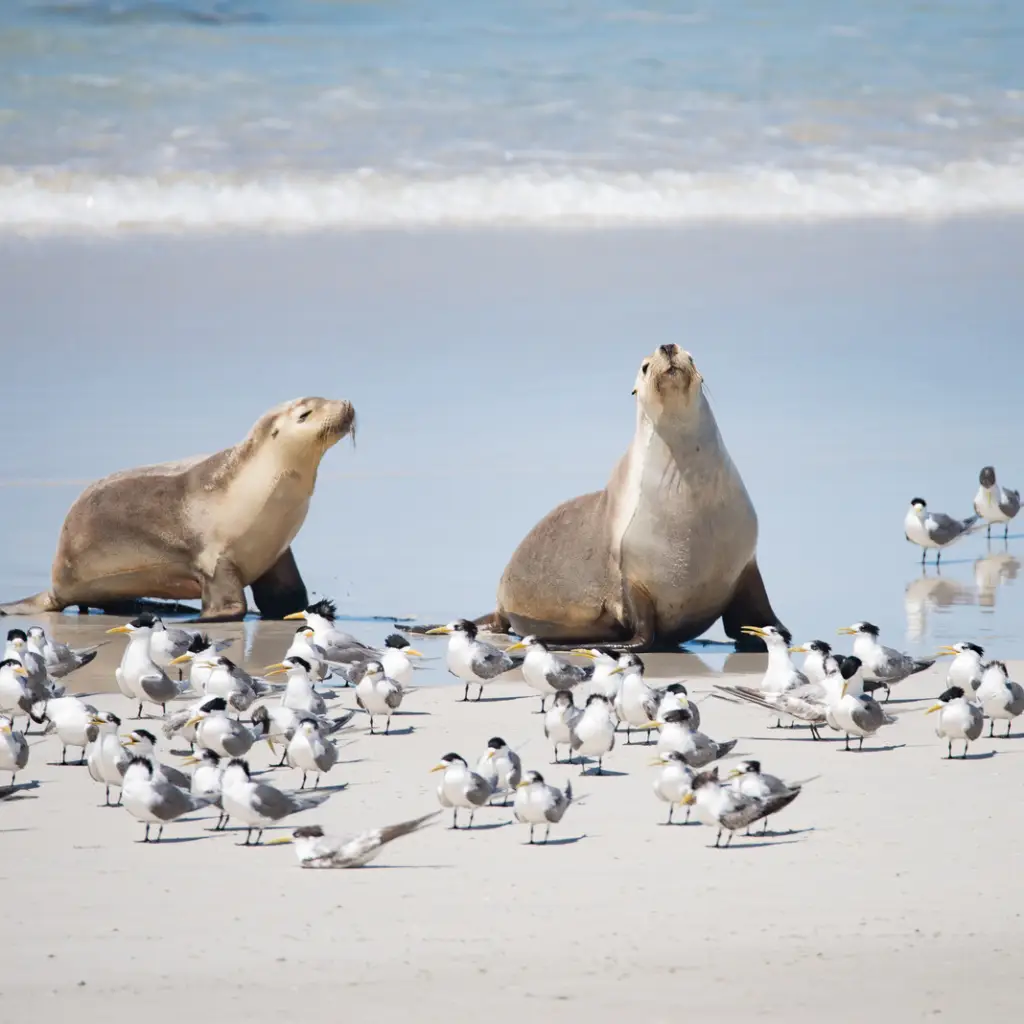 australian kangaroo island australian sea lion