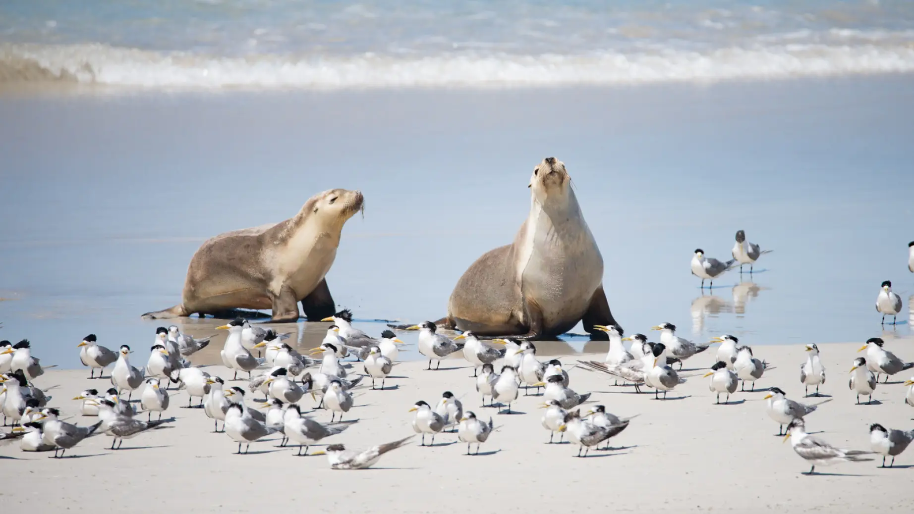 australian kangaroo island australian sea lion