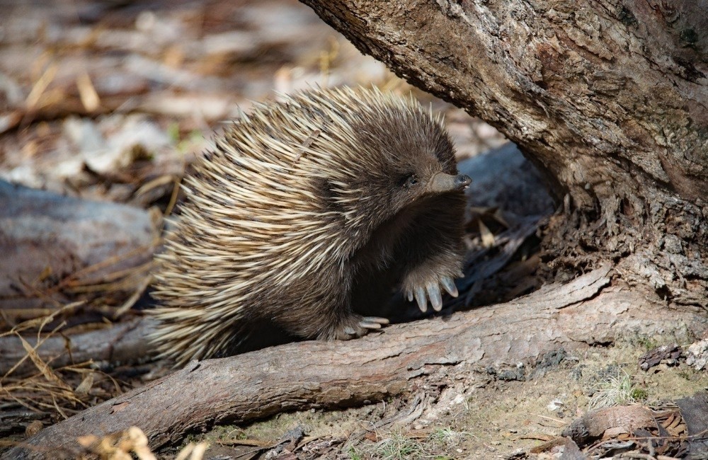 aus kangaroo island echidna