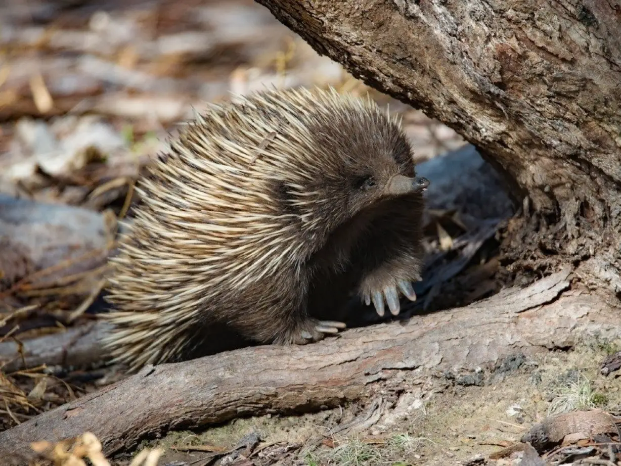 aus kangaroo island echidna
