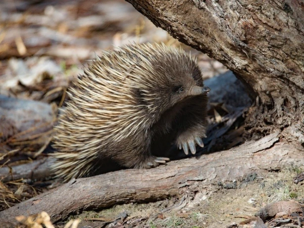 aus kangaroo island echidna