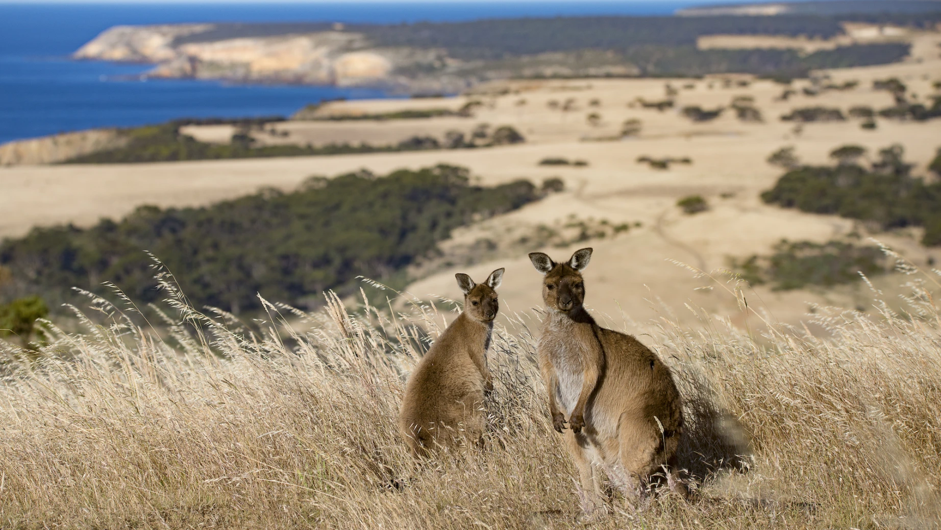 Zwei Kängurus mit Blick auf die Küste in Australien