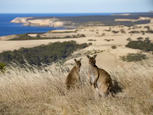 Zwei Kängurus mit Blick auf die Küste in Australien