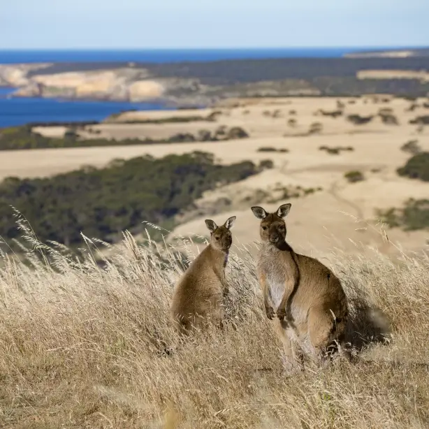 Twee kangoeroes met uitzicht op de kust achter in Australië