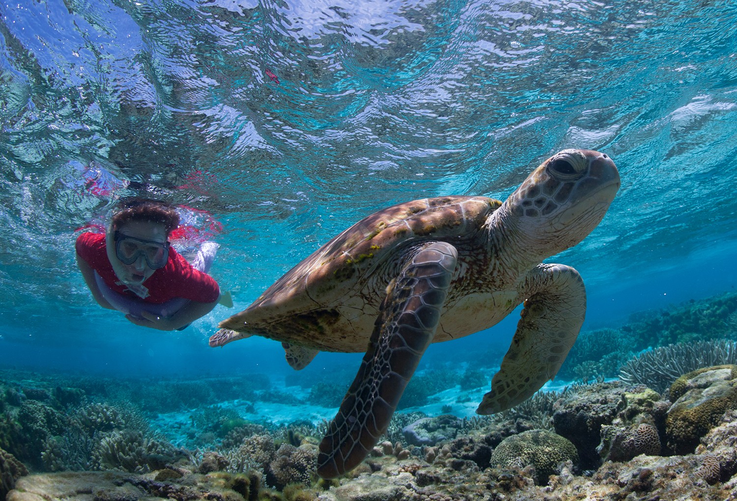 aus turtle snorkelling dive queensland