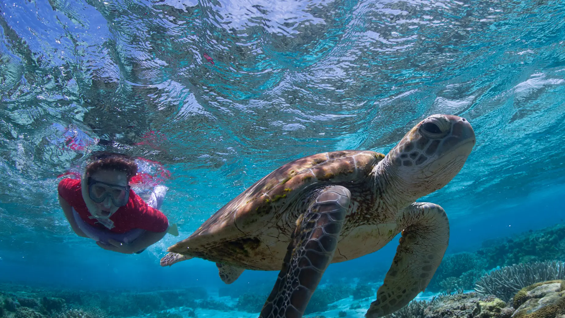 aus turtle snorkelling dive queensland