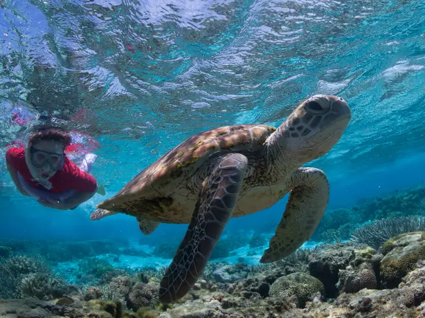 aus turtle snorkelling dive queensland