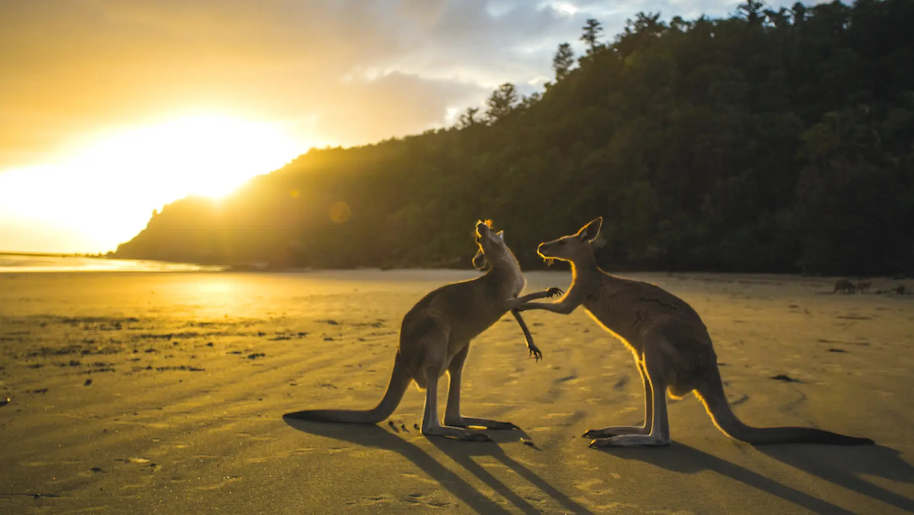 Kängurus am Strand in Australien