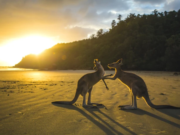 Kangaroos on the beach in Australia