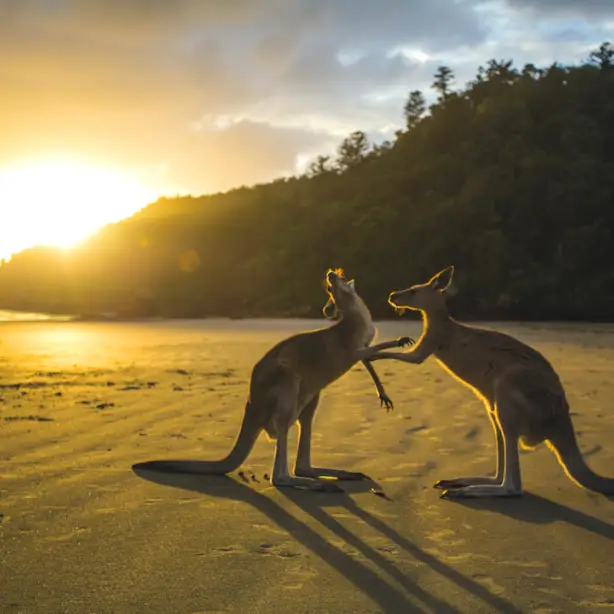 Kängurus am Strand in Australien