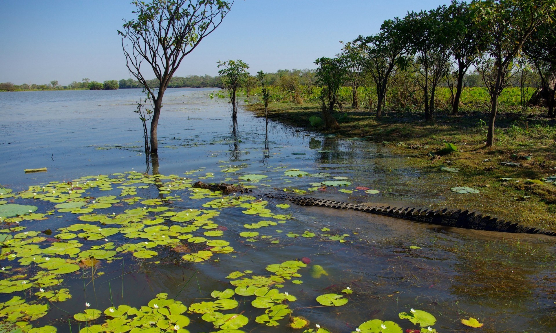 aus kakadu national park crocodile