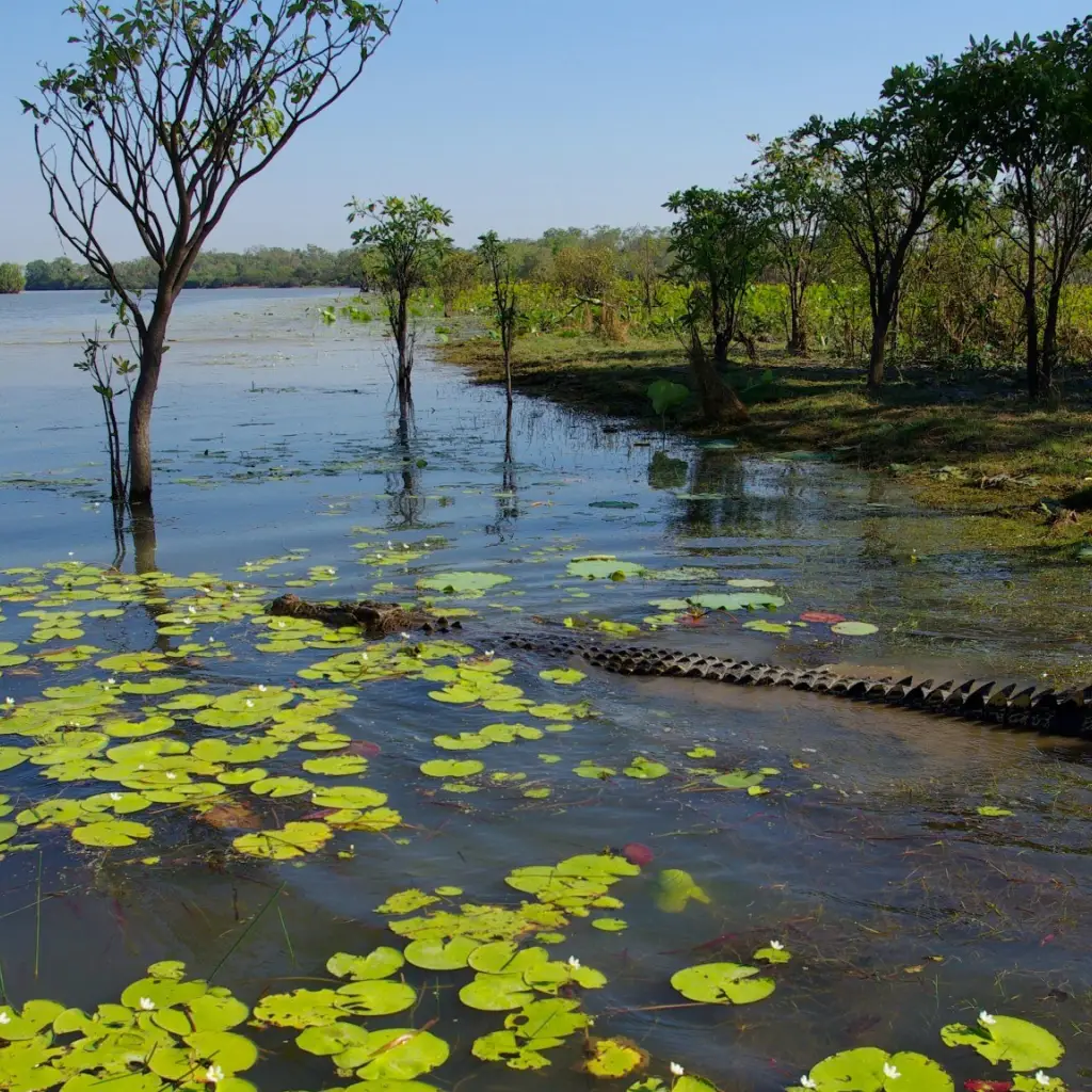 aus kakadu national park crocodile