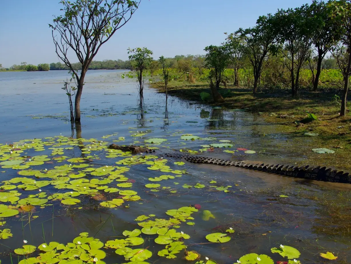 aus kakadu national park crocodile