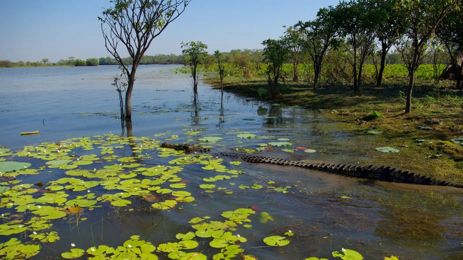 aus kakadu national park crocodile