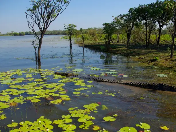 aus kakadu national park crocodile